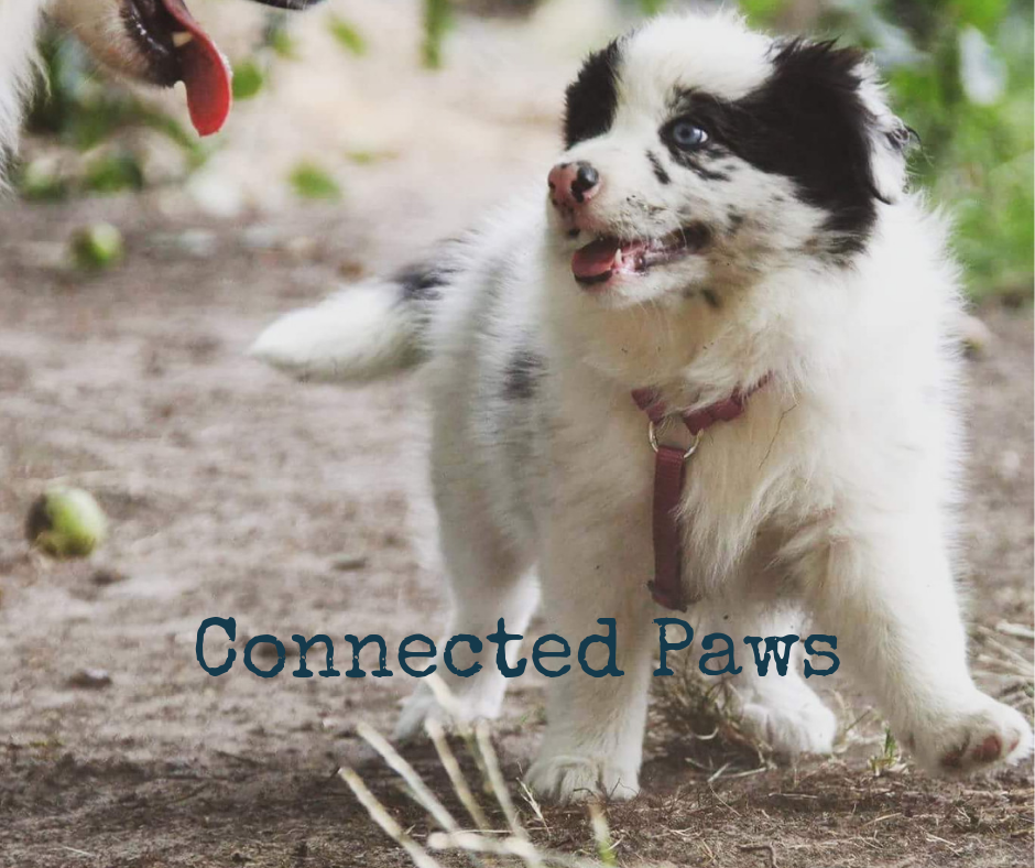 hondentrainers Erpe Connected Paws